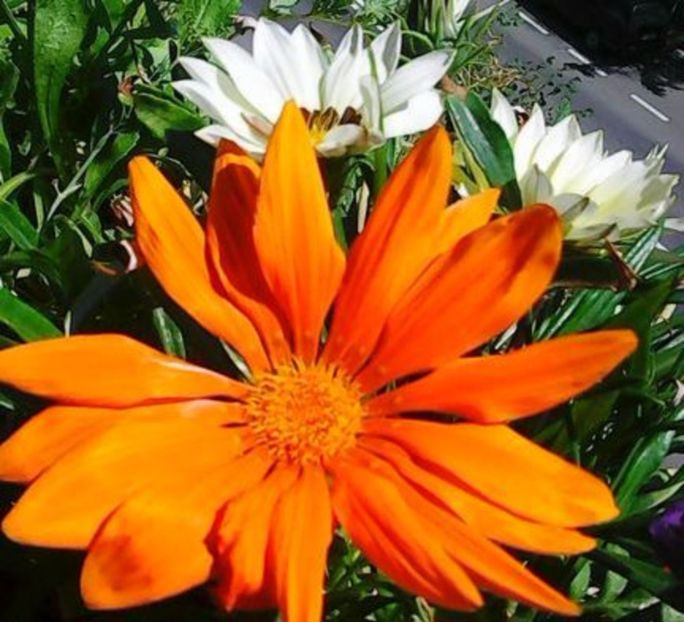 oie_xZLkB9oHAdC7 - Balconul meu 2017