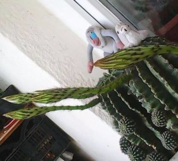 oie_BS629KaHrOKJ - Balconul meu 2017