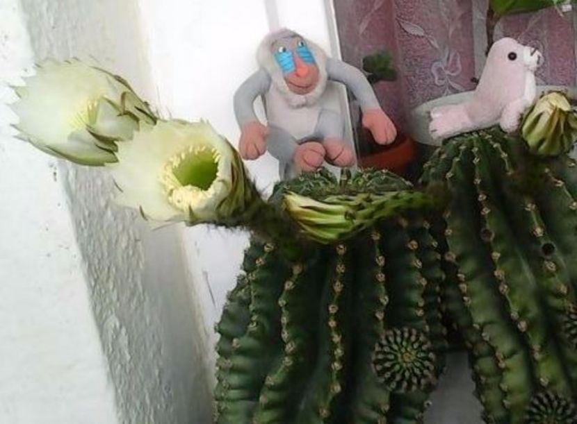 oie_9OfWSYIVLnb1 - Balconul meu 2017