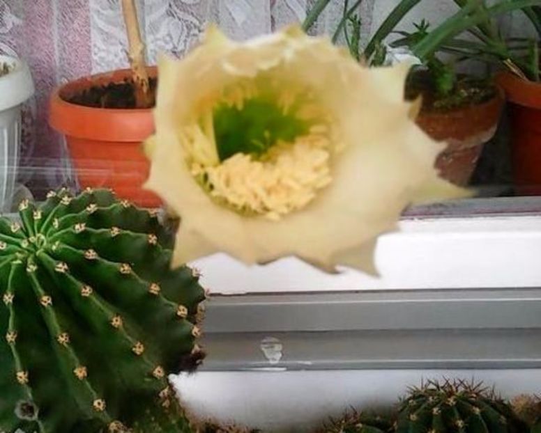 oie_A4f3mgBwTioM - Balconul meu 2017