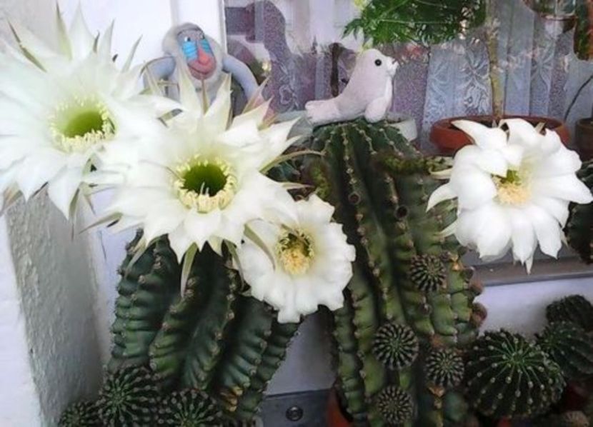 oie_1QLDUkwKbn3X - Balconul meu 2017