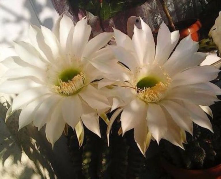 oie_66X556I3z1hr - Balconul meu 2017