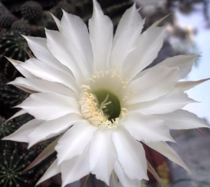 oie_1zX8QkvZhROf - Balconul meu 2017