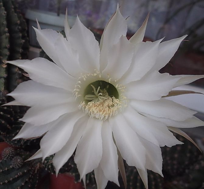 oie_3R6m25Ww9mqF - Balconul meu 2017