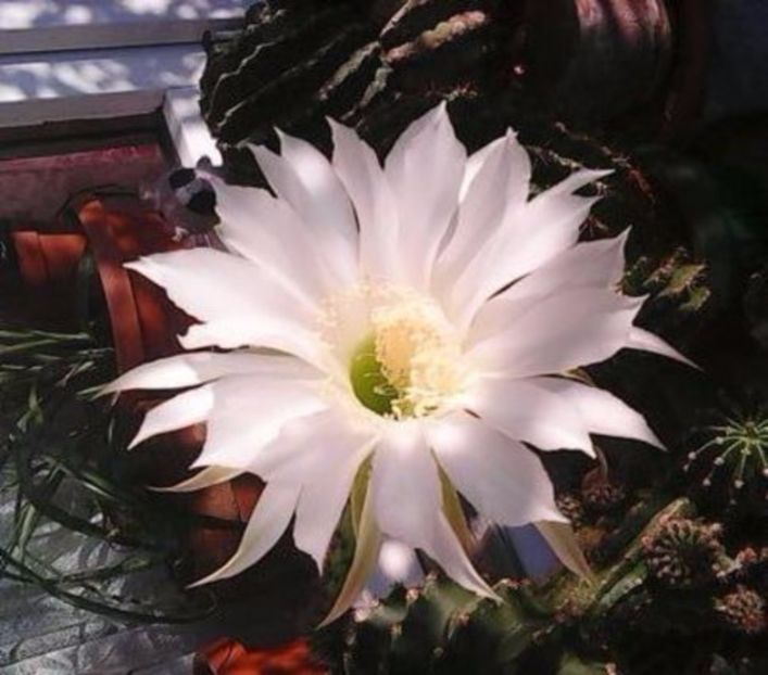 oie_qrFmiYqe3583 - Balconul meu 2017