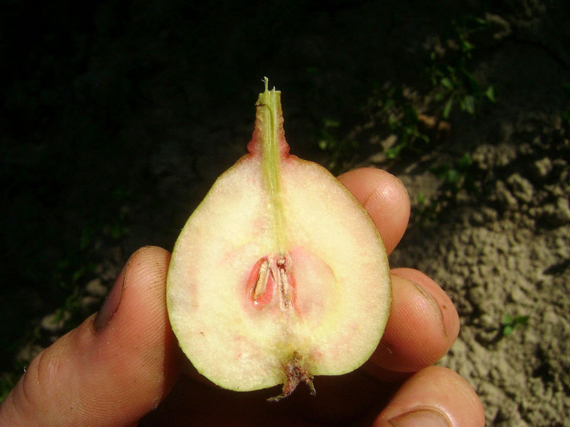 Para cu miez rosu Seche 1 - Para cu miez roşu Seche