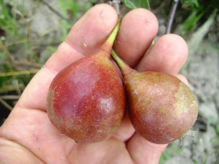 Para cu miez rosu Seche - Para cu miez roşu Seche