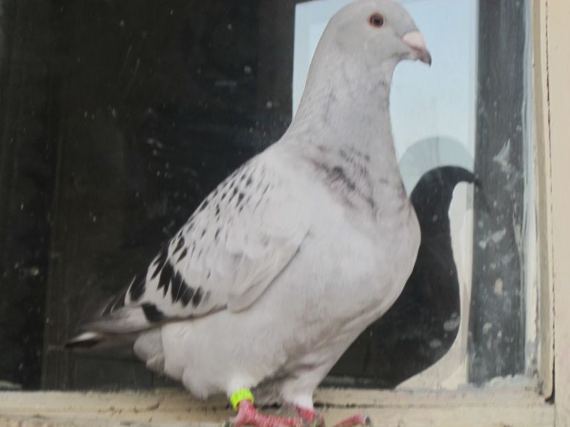 cavani m 2017 - PUII 2017 DIN LA FABRICA