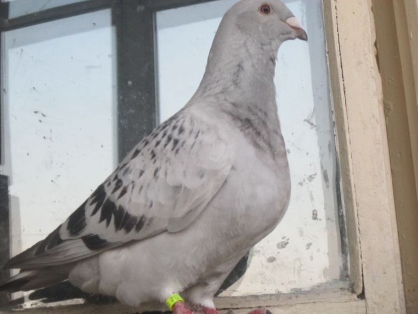 cavani m 2017 - PUII 2017 DIN LA FABRICA