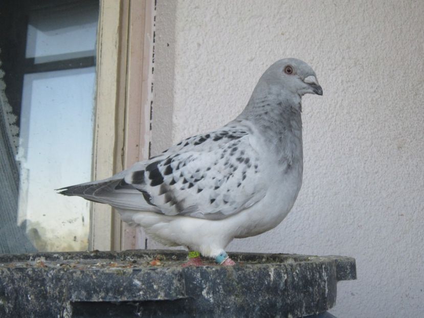 EXTASY F 2017 - PUII 2017 DIN LA FABRICA