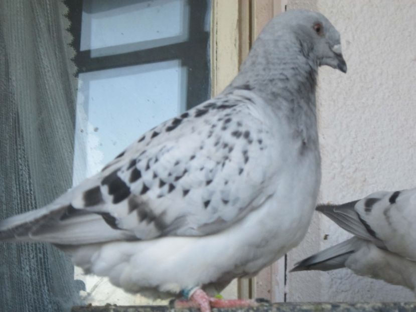  - PUII 2017 DIN LA FABRICA