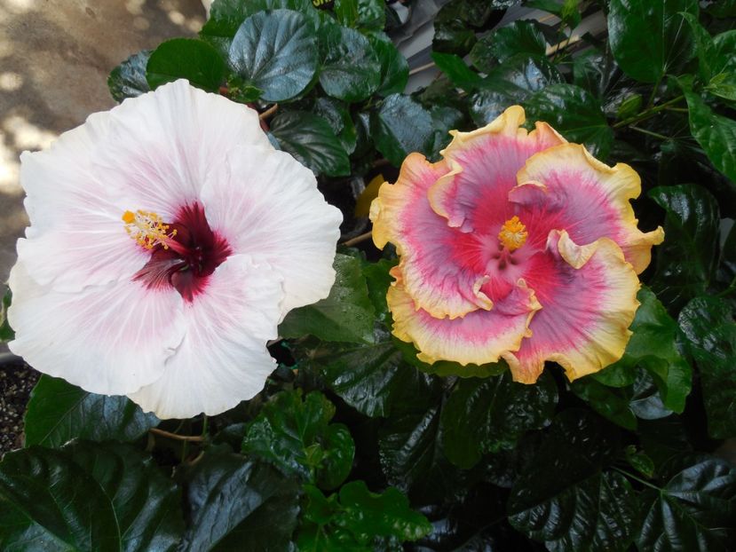  - 03Hibiscus