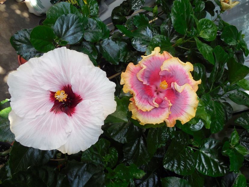  - 03Hibiscus