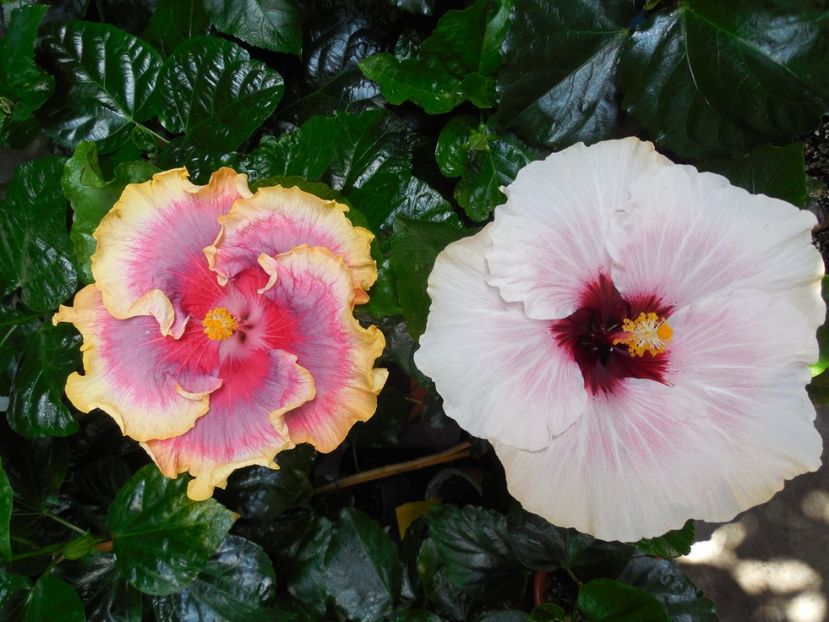  - 03Hibiscus