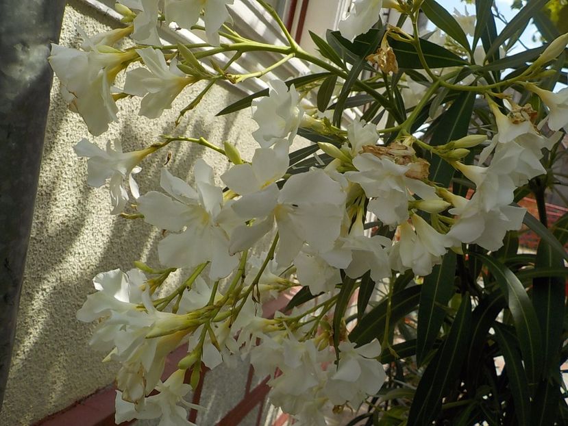  - mont blanc leandru nr 22