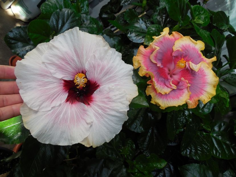  - 03Hibiscus