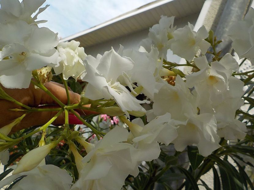  - mont blanc leandru nr 22