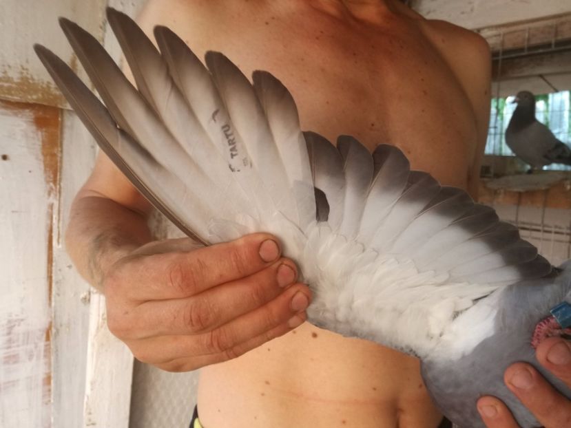  - TARTU-1486km aerian