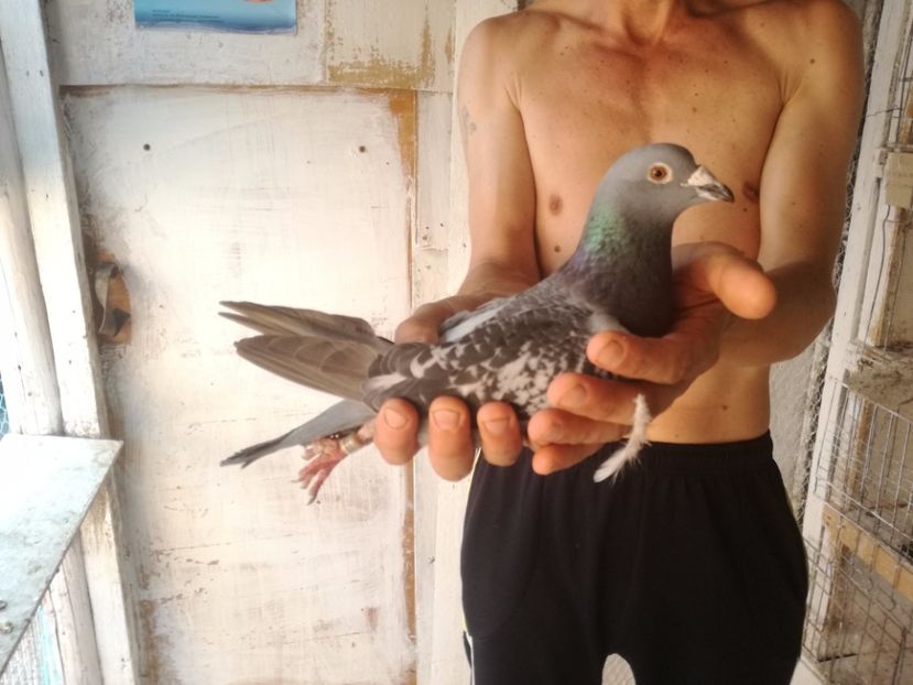  - TARTU-1486km aerian