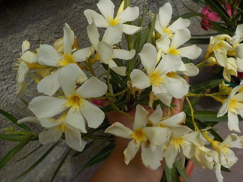  - maria gambeta nr 25