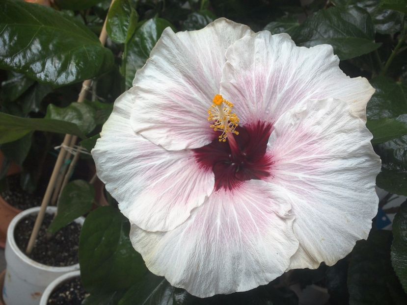 WIN_20170806_173415 - My Way