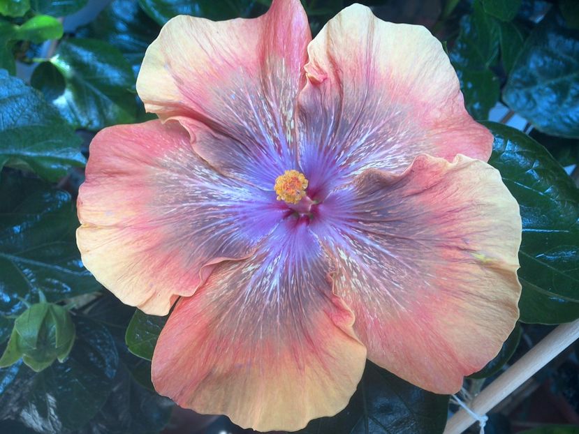 WIN_20170806_121236 - Moorea Sugar Lady