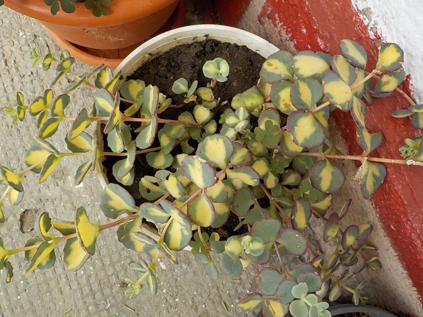  - sedum sieboldii variegat