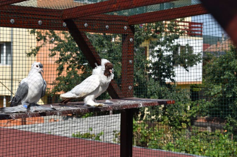  - 1 Cap de maur ROSU matca 2018