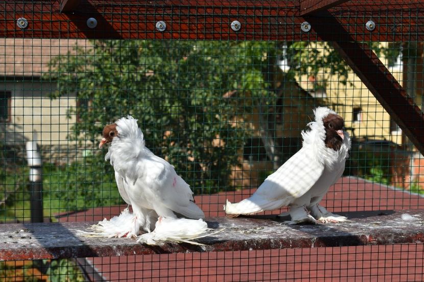  - 1 Cap de maur ROSU matca 2018