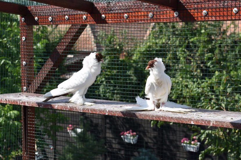  - 1 Cap de maur ROSU matca 2018