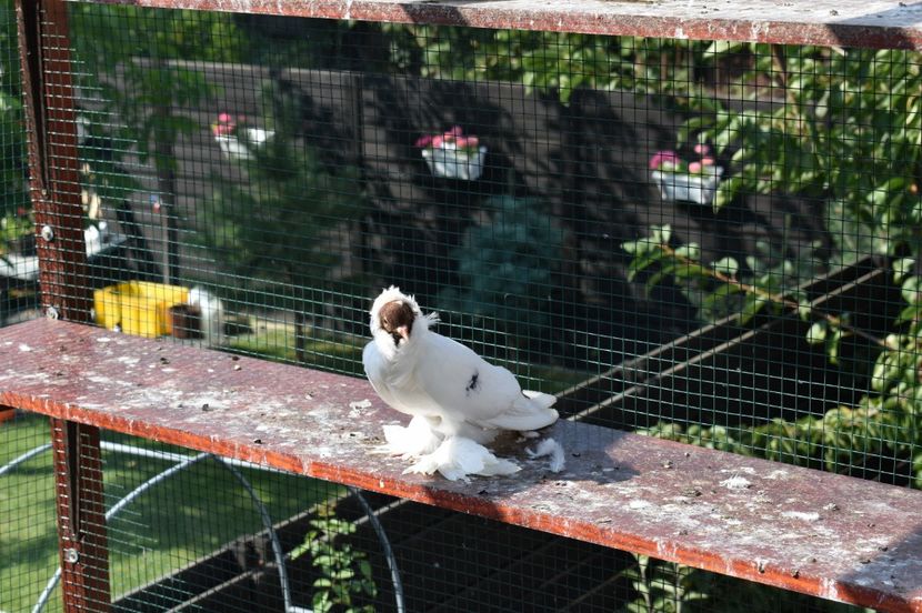  - 1 Cap de maur ROSU matca 2018