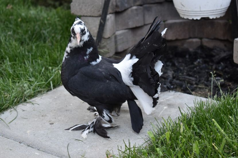  - Pui Voltati indieni 2017