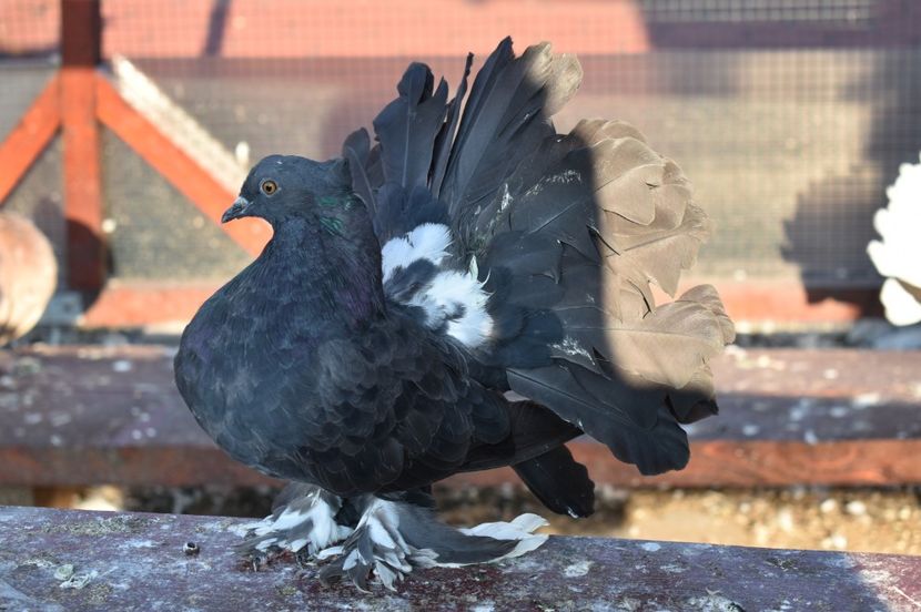  - Pui Voltati indieni 2017