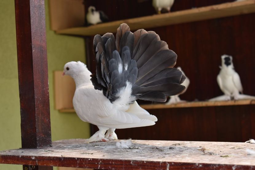  - Pui Voltati indieni albi cu coada NEAGRAA 2017