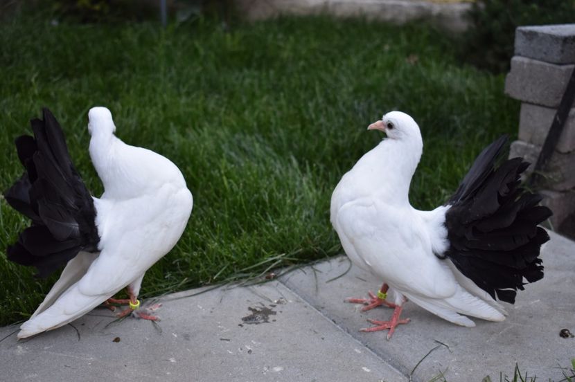  - Pui Voltati albi cu coada NEAGRA 2017