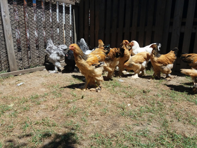 04.07.2017 059 - tineret 2017