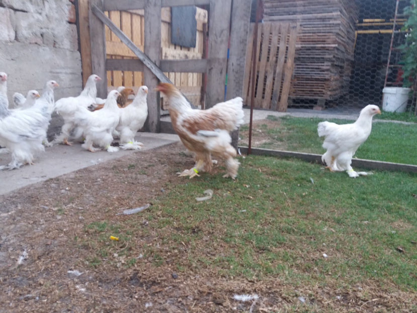 06.08.2017 031 - tineret 2017