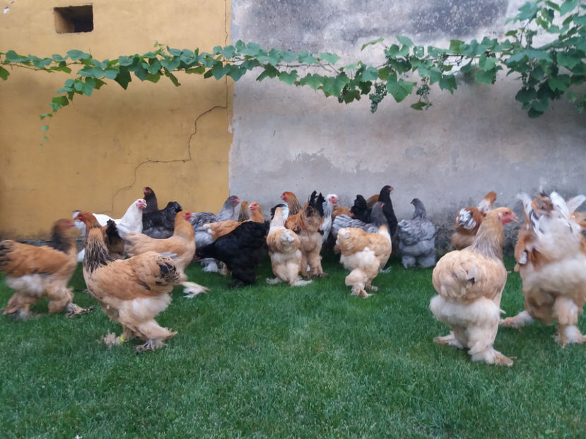 06.08.2017 046 - tineret 2017