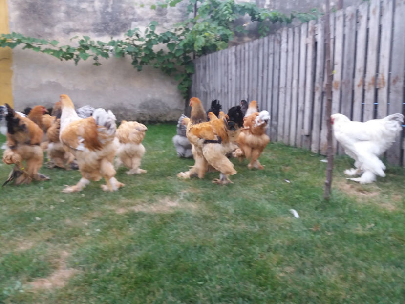 06.08.2017 062 - tineret 2017