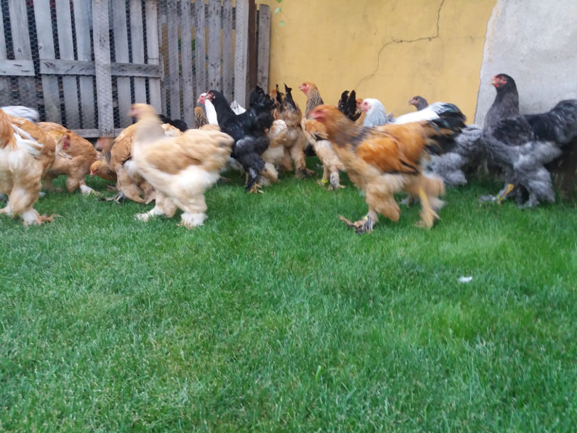 06.08.2017 064 - tineret 2017