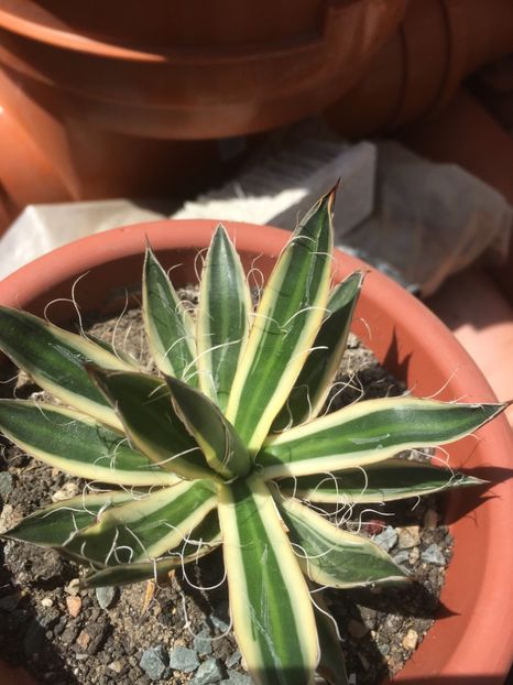  - Colectia mea de agave