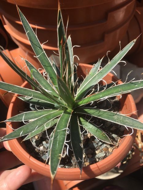  - Colectia mea de agave