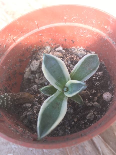  - Colectia mea de agave