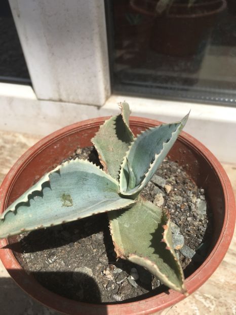  - Colectia mea de agave