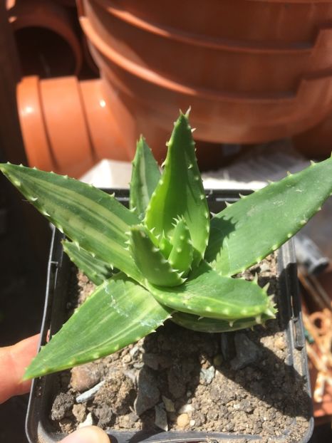  - Aloe
