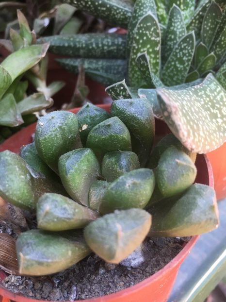  - haworthia