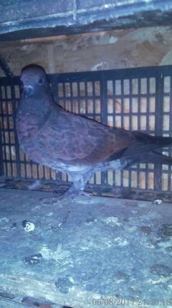 F- seria 1 - Pui tippleri 2017