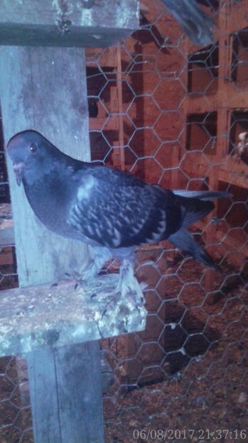  - Pasari facute cadou