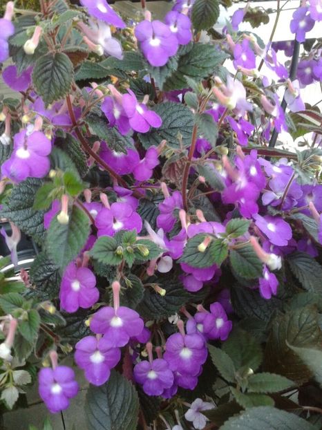 Patents Major - 2-La Familia Dietze