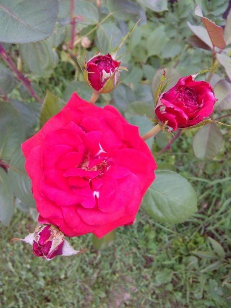  - TRANDAFIRI 2017_2018